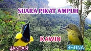 Download lagu suara pikat dan terapi burung sogon/sogok ontong versi Arif channel mp3