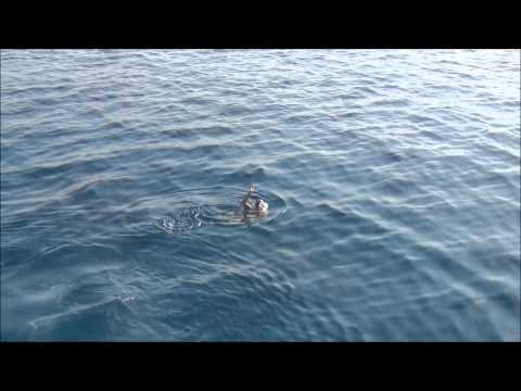 Ныряние с яхты перед дайвингом 6 мая2013 