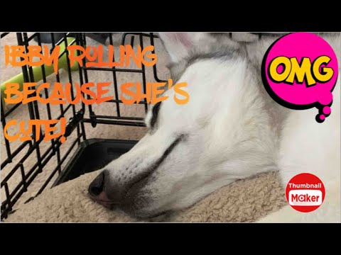 Ibby the Rolling dog!