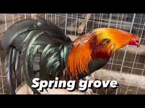 HOLLISTER CALIFORNIA !! Beautiful Black Birds Hennie Grey Asil SPRING GROVE Farm Visit