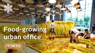 More than work: Tokyo office grows own food in vertical farm