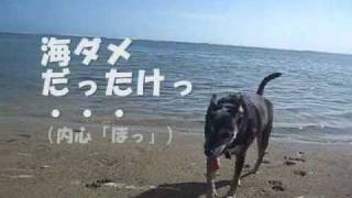 ハワイ犬ちよまる@ハワイカイ－Hawaiian Poi Dog Chiyomaru@Hawaii Kai