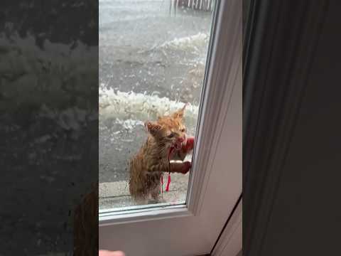 Man Finds Baby Cat During Flood and Rescues It💔😥