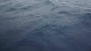 preview picture of video 'Delfines en azores  (S: jorge...creo) cinco-oceanos.com'