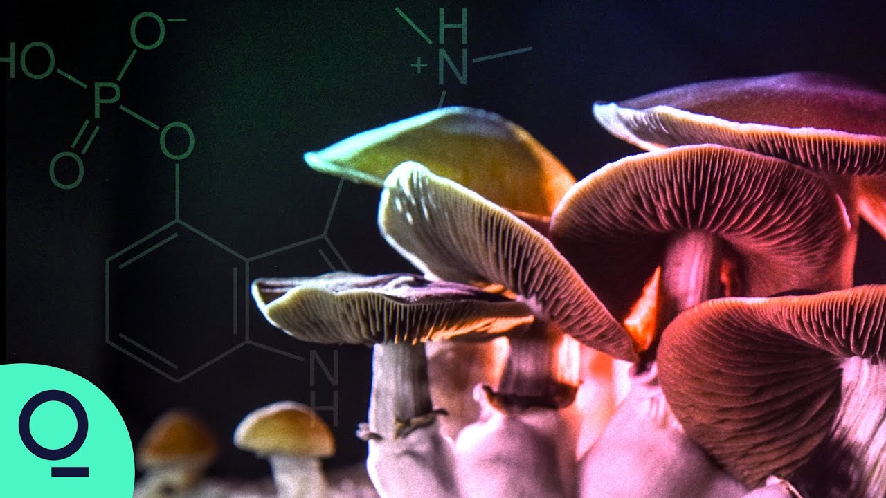 Psychedelics Are Fueling a Mental Health Revolution