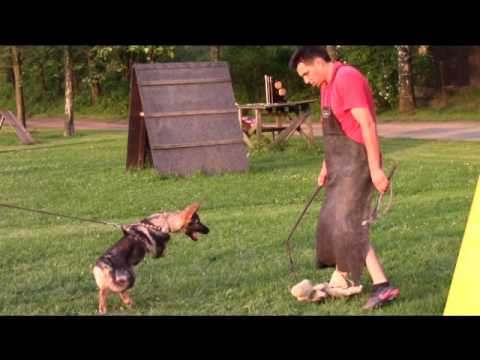 Lara z Jukasu - training 4-7 months