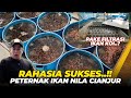 G1LAAAAA THE SECRET OF SUCCESSFUL NILE FISH FARMERS USING KOI FISH FILTRATION