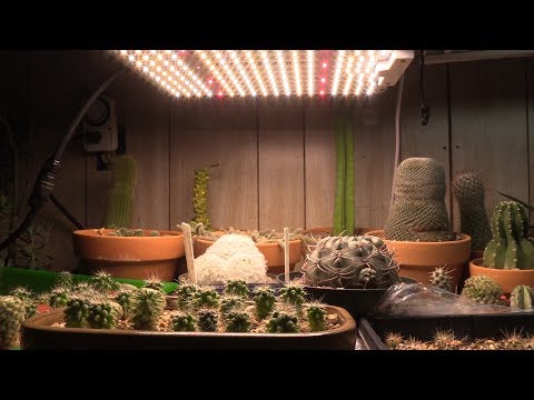 , title : 'How to maximize your LED grow light for succulents'