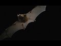 Here's What Bat Echolocation Sounds Like, Slowed Down