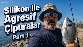 Çipuralar Neden Bu Kadar Agresif?