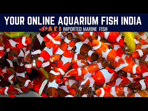 Marine fish wholesale aquariumfishindia