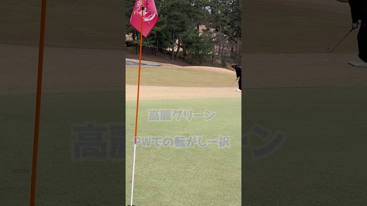 PW転がしアプローチ⛳️高麗グリーン #ゴルフ #アプローチ #pw