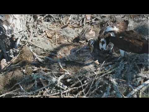 Fresh flapping fish for the Savannah Osprey chicks