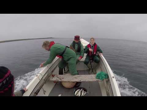 Great catch! Fishing for mackerel off Auskerry, Orkney