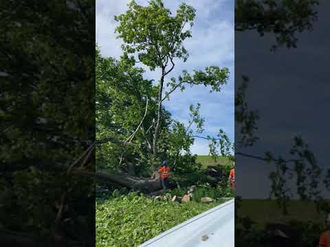 Tree Tech Arb & Forestry Services Ltd video.