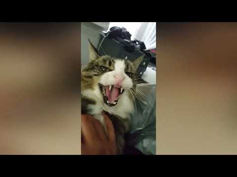 Funny Animals Videos : Cute Cats on The Planet will Make Your Heart Melt | Funniest Cats Videos #3