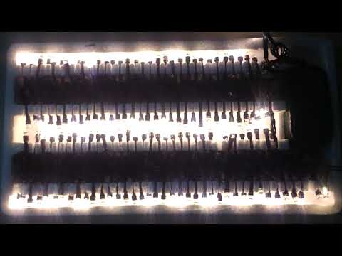 Luces de Navidad de 140 Focos Color Calido con Musica