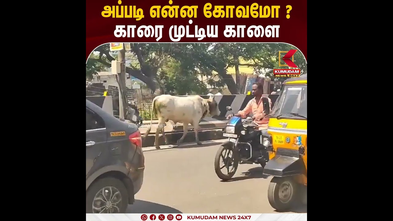 அப்படி என்ன கோவமோ ? காரை முட்டிய காளை | Bull | Car Accident