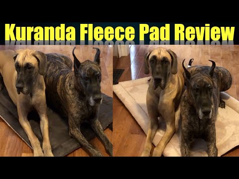 YouTube video about: Why do dogs destroy their beds?
