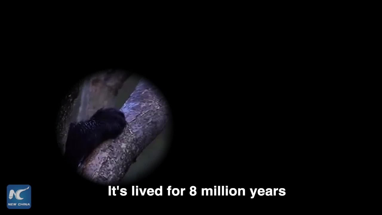 Xinhua Special: 150th Anniversary of the Giant Panda's Scientific Discovery