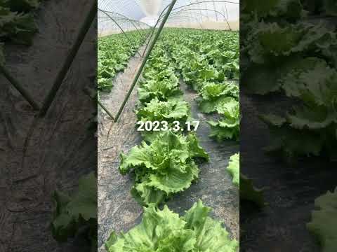 みじん切りレタス 植物