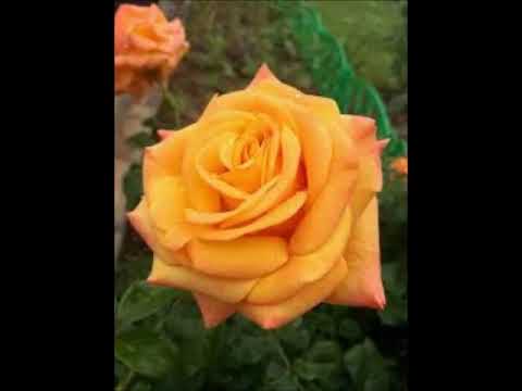 PREERIAN KELTAINEN RUUSU