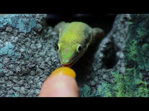 Goldstaub Taggecko Maracuja Smoothie