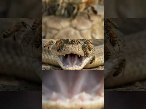 Ela Mexeu com o Enxame Errado… Veja o Que Acontece