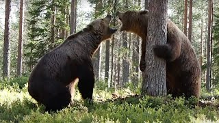 [問卦] 熊熊打架影片是不是很療育?