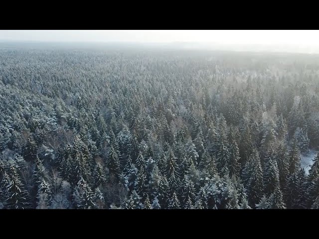 На восстановление лесов в Иркутской области направят около 130 миллионов рублей