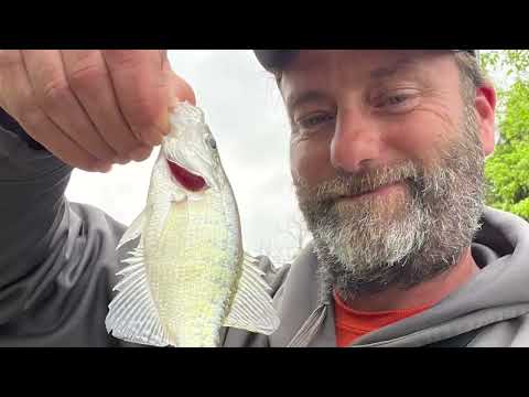 Crappie are biting