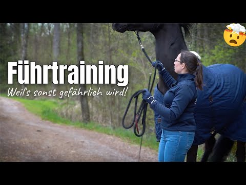 Wenn Spazieren gehen gefährlich wird! | Führtraining 🐴