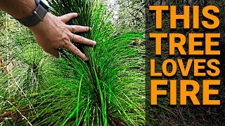This Tree LOVES FIRE (Longleaf Pine) - #TeamTrees Behind the Scenes