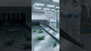 #technology #green #lizard #factory