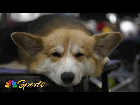2025 National Dog Show: Where do sleeping dogs lie? | NBC Sports - YouTube