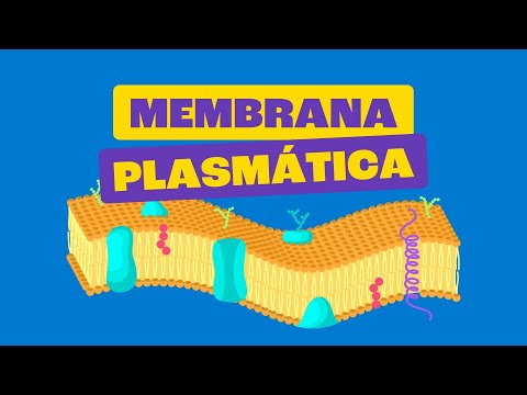 Plasma Membrane - All Matter