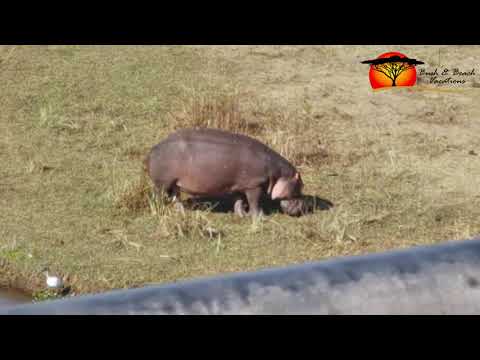 Hippo at Malelane Gate