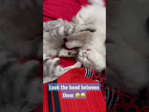 My cute cats 🐈 #shorts #youtubeshorts #ytshorts #viral @MUSATANVEER ￼