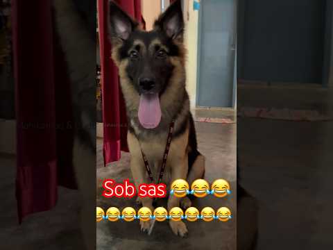 Sob sas 😂😂 #youtrubshort #dog #buddy #vídeoviral  #youtrube #viral #shortvideo #vairalreels #dog