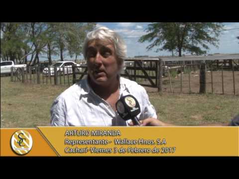 03-02-17 Nota Arturo Miranda - Wallace Hnos S.A. - Cachari.