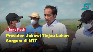 Presiden Jokowi Tinjau Lahan Sorgum di NTT