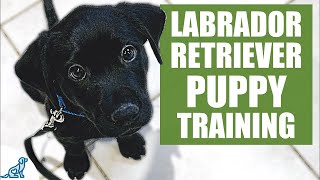 Labrador Retriever Puppy Training Guide - First Week Puppy Training❤️