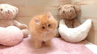 ラガマフィンの動画01