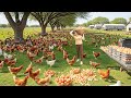 Poultry Farm In A Beautiful Countryside Harvesting 1000 Chicken Eggs Daily Livestock Care