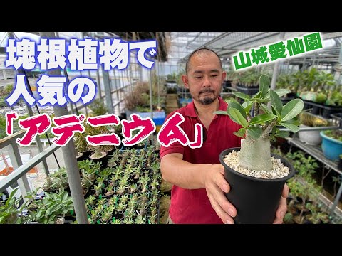 スキミー 植物