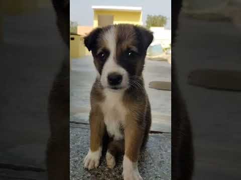 Dog transformation 6 month | Adopt street dogs