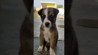 Dog transformation 6 month | Adopt street dogs
