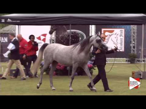 N.148 HK JOJO RLC - Bruges 2015 International - Fillies 3 years old (Class 105)