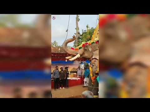 വിഷ്ണുശങ്കർ ആനയും അവന്റെ മുന്നിൽ തൊഴുതു നിൽക്കുന്നു @parapukavu pooram