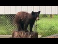 Our Black Bear Cub Yes She Is A Rehab Bear And Will Be Released When Ready